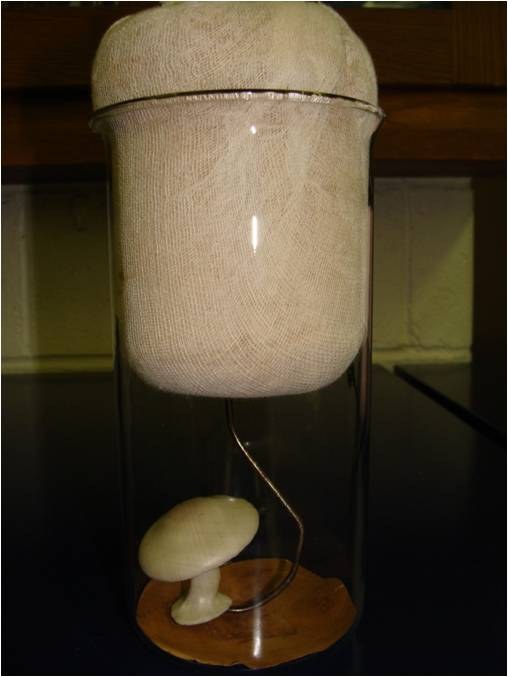 Mushroom Spores are collected and germinated on a plate to create a new culture.
