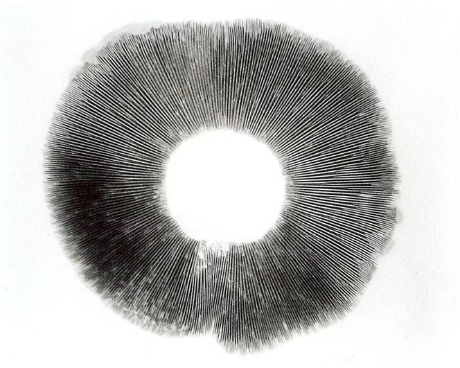 Example of Spore Print