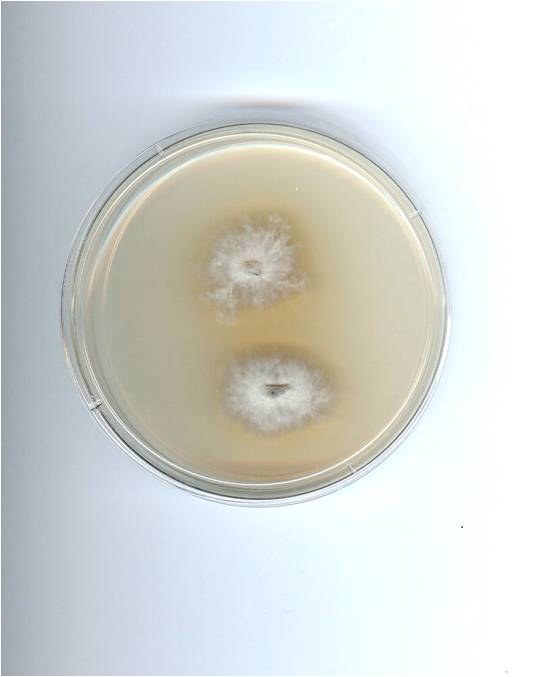Tissue grown out on a plate to create a clone of the original mushroom