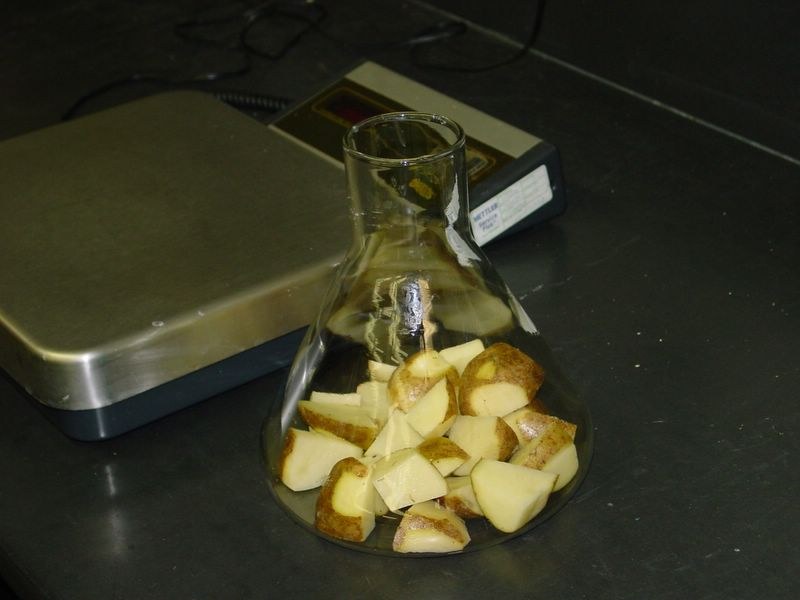 Potatoes are rinsed twice with tap water, and a third time with distilled water.