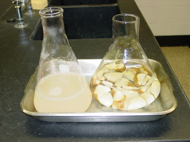 In a second flask, place 20 grams of Agar and one liter of distilled water.  Place potato and Agar OPEN flasks in a metal pan.