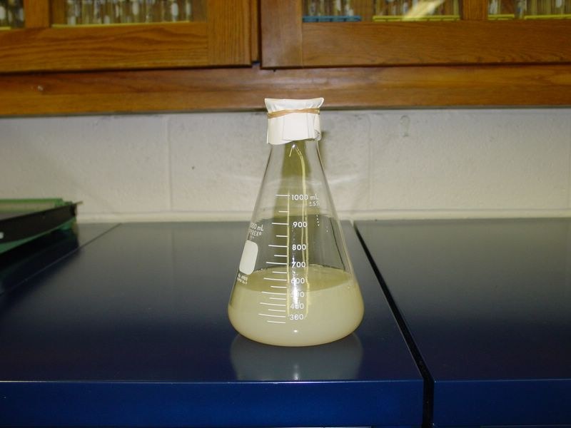 Place 500 ml of PDYA into 1-liter flask; cover with two sheets of filter paper and securing with a rubber band.