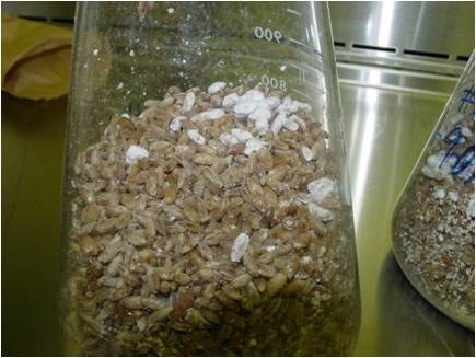 Inoculant