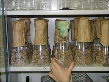 Storing Inoculated Batches of Grain