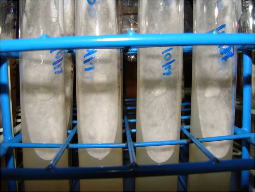 Most spawn is made with mycelium from a stored culture, rather than mycelium whose parent was a spore. This is because each spore has potential to yield a new strain, and its performance would be unpredictable. 