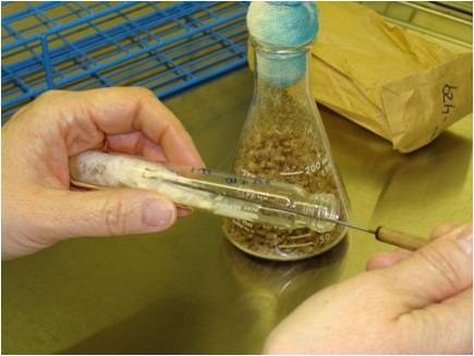 Mycelium inoculum selected from pure culture