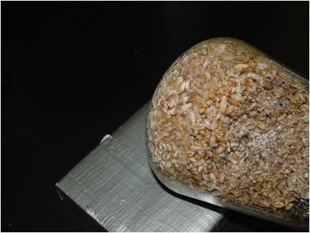 Mycelium Growth