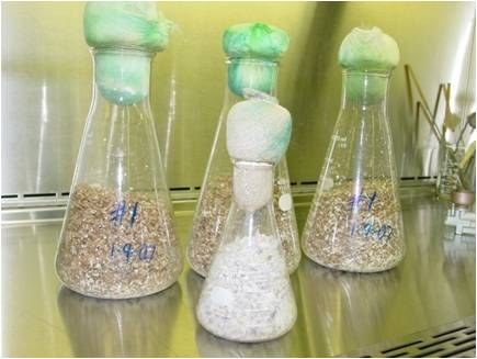 Growing Mycelium
