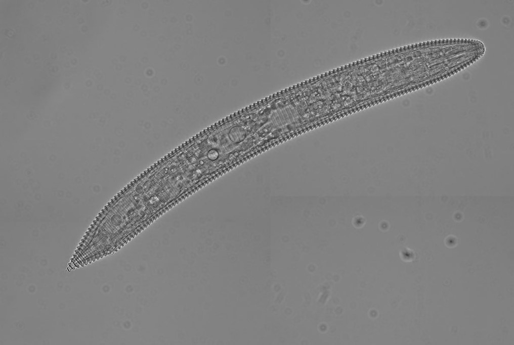 Ring nematode Allegheny National Forest, PA