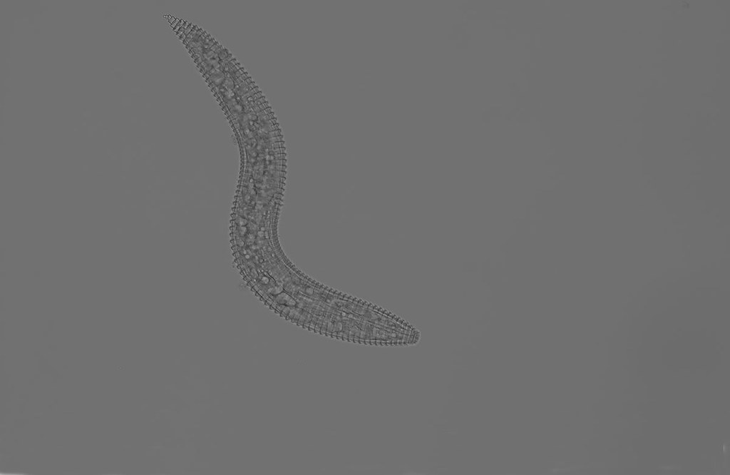 Ring nematode Allegheny National Forest, PA