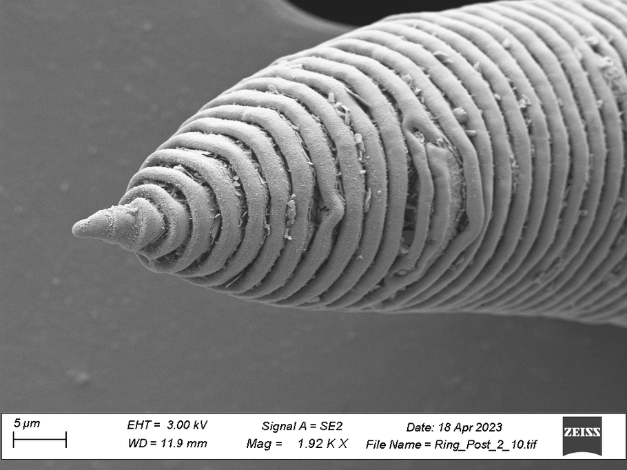 Posterior end SEM images of a ring nematode from Allgheny National Forest, PA