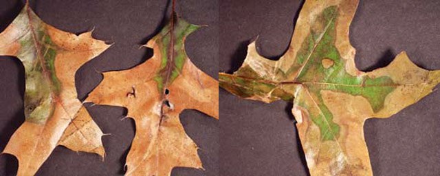 Bacterial Leaf Scorch in Oak