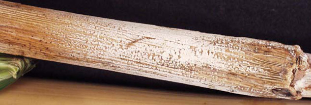 N. Vermoesenii