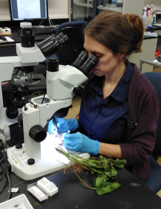 Penn State Plant Disease Clinic diagnostician, Jennie Mazzone, analyzes a strawberry sample. IMAGE: JENNIE MAZZONE