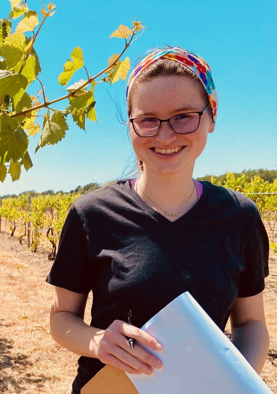 Jamie Spychalla, a graduate student in Penn State’s College of Agricultural Sciences,  examines Vignoles in the fall of 2021 at the Penn State Lake Erie Regional Grape Research and Extension Center in North East, Pa. IMAGE: SHARIFA CRANDALL