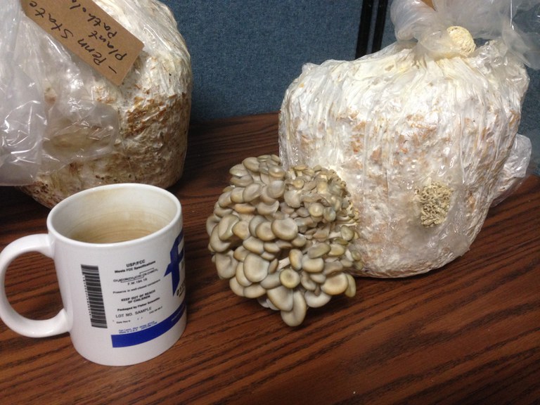 Oyster Mushroom Grow-Kits | Credit: Justin Shih, Penn State