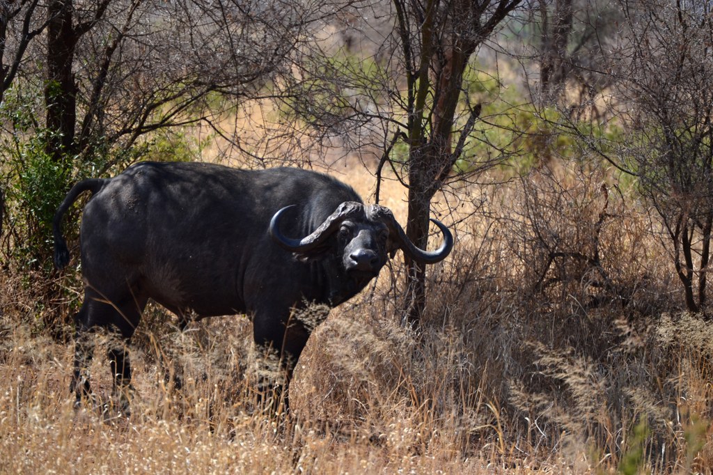 A cape buffalo.  One of the more dangerous big-game animals, according to hunters, since the buffalo has excellent vision, hearing, and sense of smell.  Their populations are skyrocketing, and some herds contain several hundred individuals. Photo courtesy of Donald D. Davis.