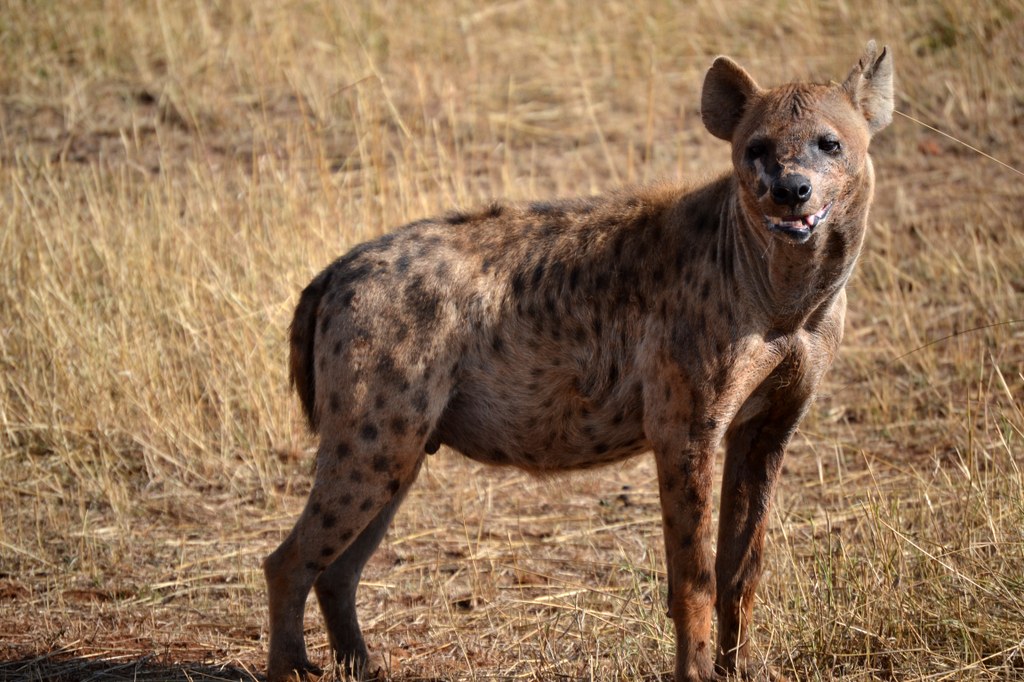 One of the best scavengers on the Serengeti, a spotted hyena.  This one was sitting by a den, a large hole in the ground. Very good looking animal!! Photo courtesy of Donald D. Davis.