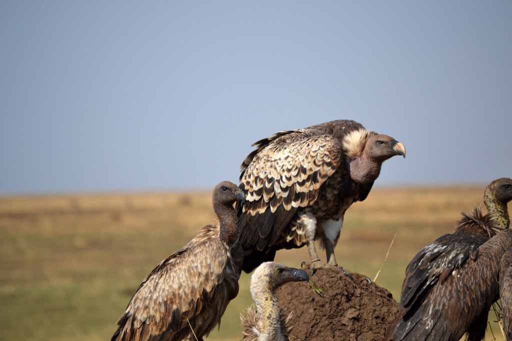  Another excellent scavenger, the vulture.  They are extremely important in “cleaning” the environment. There was a definite “pecking order” among the various species of vultures that we saw, regarding who ate first and how much! Photo courtesy of Donald D. Davis.