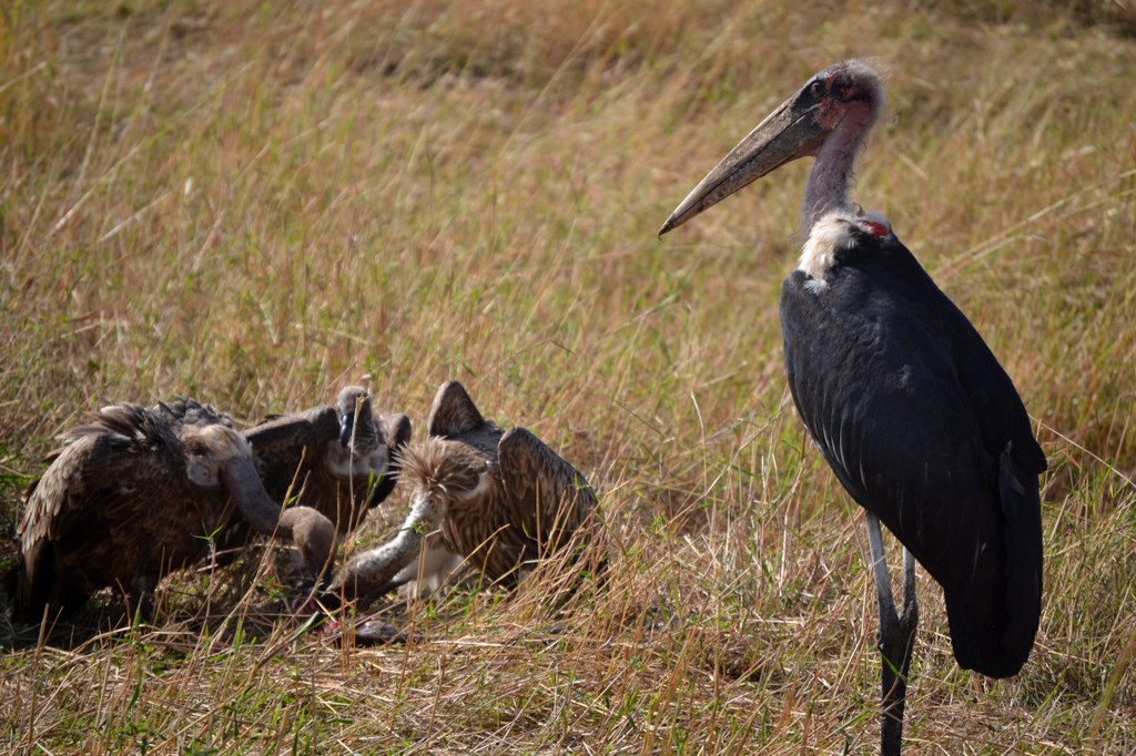 A marabou stork waiting his turn at a dead carcass. The stork cannot open the carcass, so it has to wait for the vultures to do so.  Although we saw many storks fishing, we often saw them scavenging old dead carcasses. Photo courtesy of Donald D. Davis.