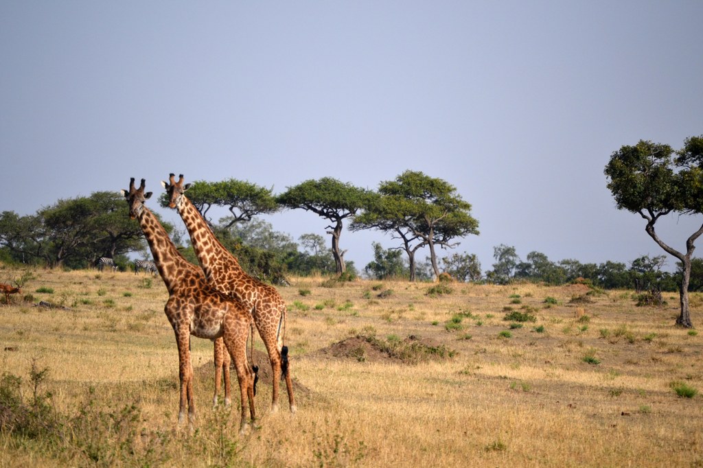 Two Masai giraffes. In this area, they eat mainly acacia tree leaves, which they delicately pull off the thorny acacias with their hard, tough, 8- to 20-inch tongues. Also, the males have large hard bumps on their forehead that they use when fighting other male giraffes. We saw hundred of giraffes. Photo courtesy of Donald D. Davis.