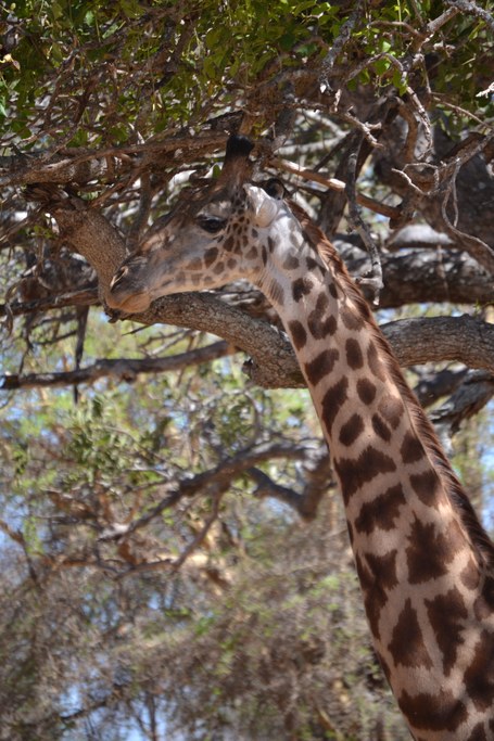 A giraffe interrupted from eating acacia leaves. The Masai giraffe is the tallest of the giraffe subspecies in Africa, reaching 19 feet at maturity. A large male giraffe can weigh up to 3,000 pounds. The dominant male in each herd will have the darkest spots, for some unknown reason. Photo courtesy of Donald D. Davis.