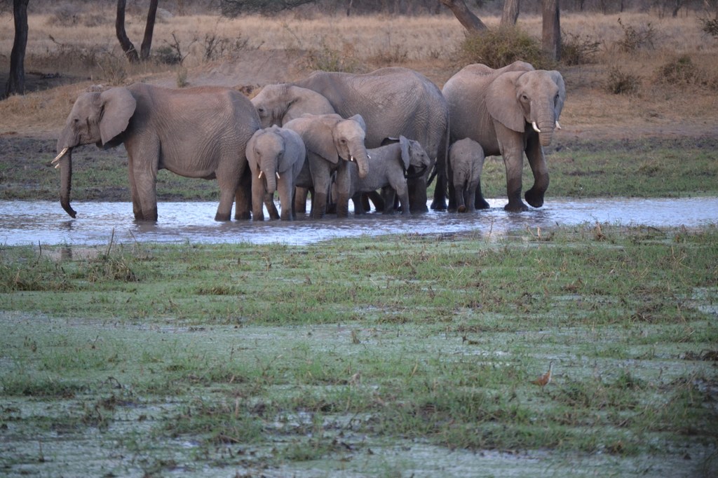  A family of elephants at a waterhole near our tent. There are three large females, two older calves that are probably two years old, and two babies born in the current year. The babies spent most of the time playing and splashing water while we were watching them. Photo courtesy of Donald D. Davis.