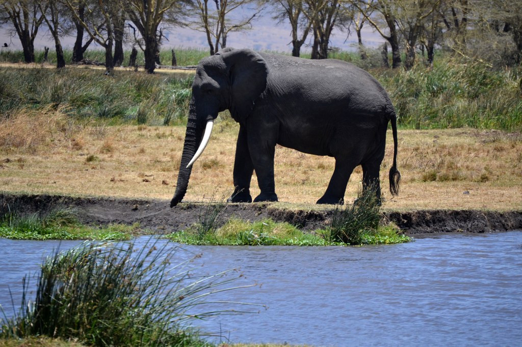 A large bull elephant beside a water hole. Photo courtesy of Donald D. Davis.