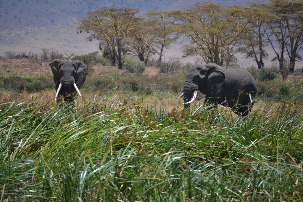 Two bull elephants in a marshy area. Photo courtesy of Donald D. Davis.