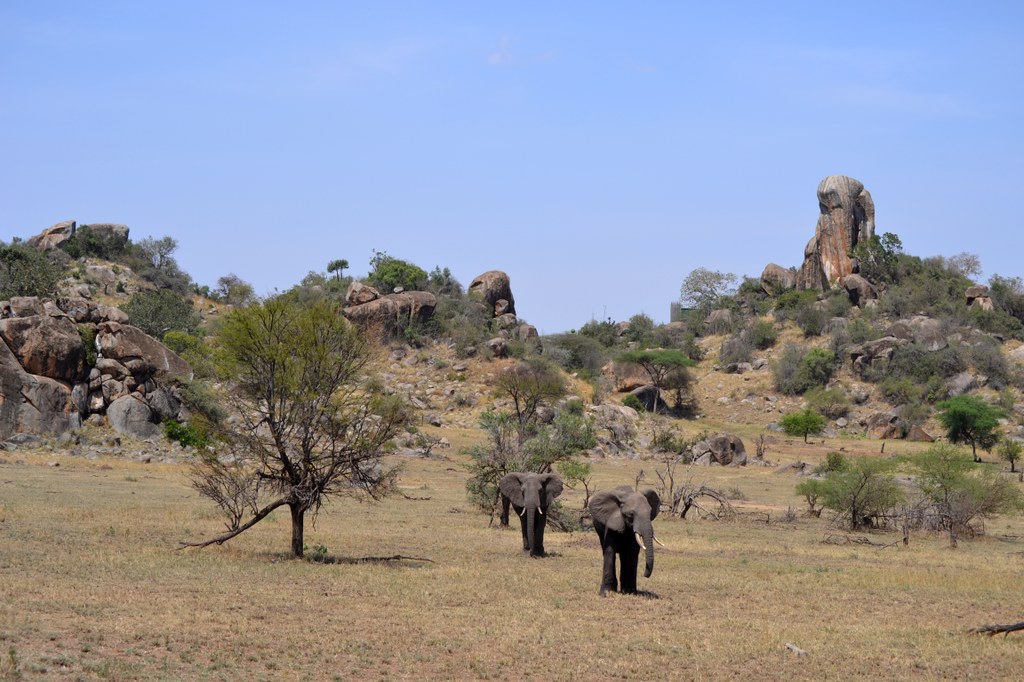Two elephants near rocky outcrops (kopjes) in the northern Serengeti. Photo courtesy of Donald D. Davis.