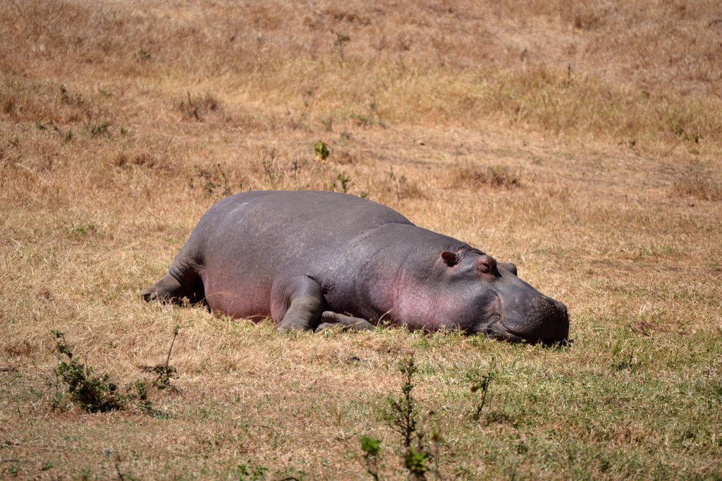 Hippo dozing in the grass.  Hippos can be extremely dangerous, especially to people in boats or to someone who gets between a grazing hippo and his water refuge. Photo courtesy of Donald D. Davis.