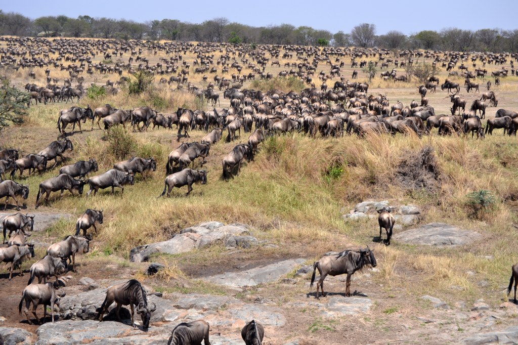Wildebeest herd getting ready to migrate. There are two wildebeest/zebra migrations per year in the Serengeti as the animals seek out new grass. Photo courtesy of Donald D. Davis.