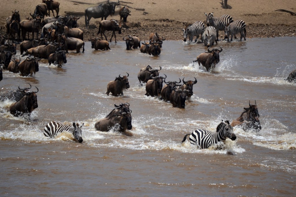 Migrating wildebeests and zebras crossing a river. Photo courtesy of Donald D. Davis.