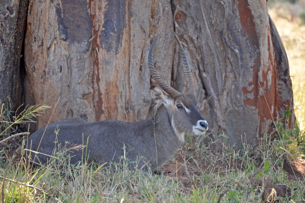 Waterbuck in the shade of a baobab tree. Photo courtesy of Donald D. Davis.