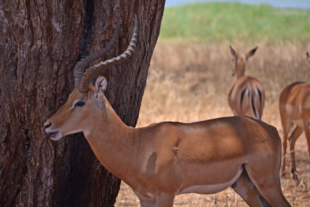 Male impala antelope in the shade of a tree. Photo courtesy of Donald D. Davis.