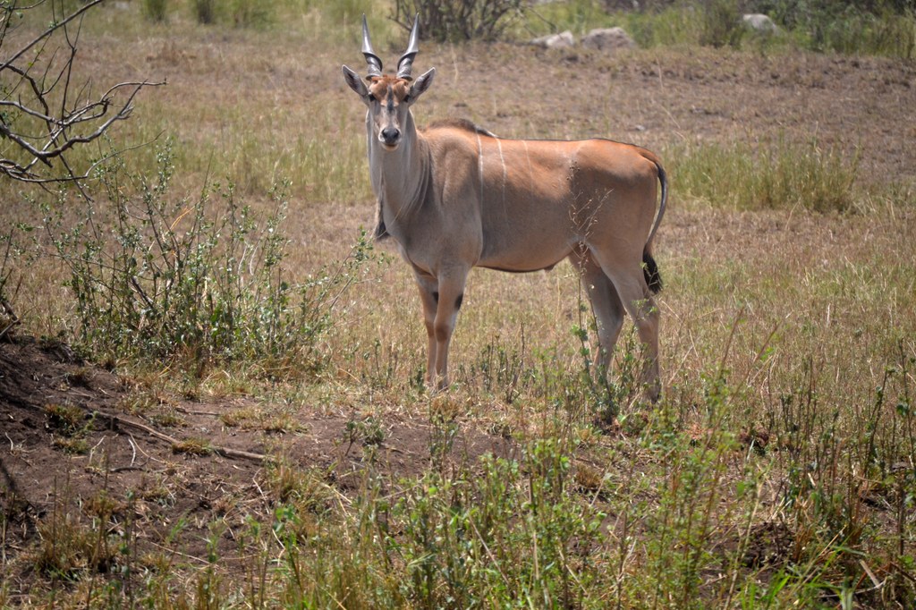The common eland is one of largest antelopes in Tanzania. They were quite wary, usually running away when they spotted us. Photo courtesy of Donald D. Davis.