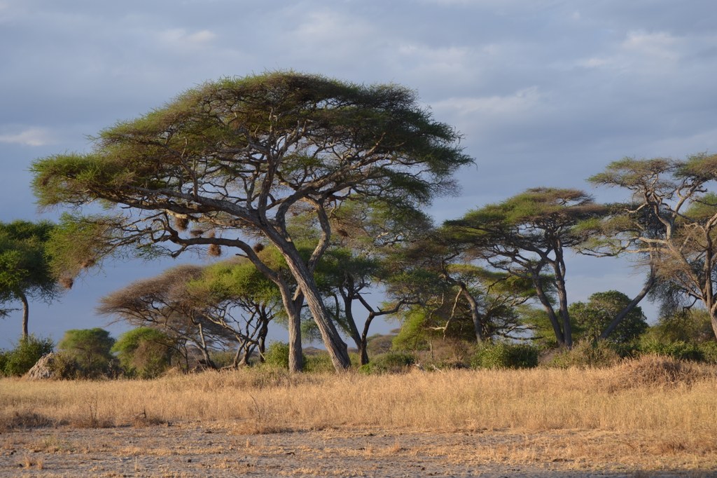 Scenery along the walk.  We were mainly in grasslands growing on volcanic soil, brown and dry at the end of the dry season. However, there were occasional wooded areas, as well as bedrock outcrops called “kopjes.” Many of our following images were taken during the second half of the safari. Photo courtesy of Donald D. Davis.