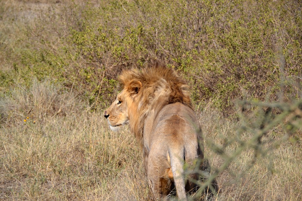 A large male lion.  We saw 30-40 lions during the entire 10 days. At times, we heard them roaring at night within 50 yards from our tent. That was rather unnerving… Photo courtesy of Donald D. Davis.