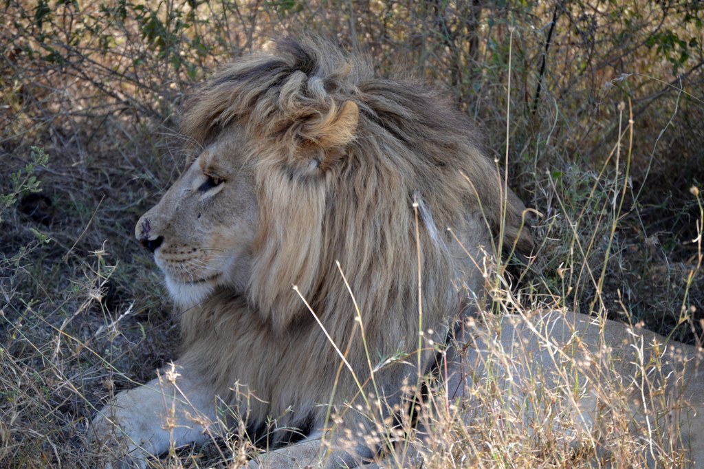 Close-up of male lion. I wish I had hair like that! Photo courtesy of Donald D. Davis.