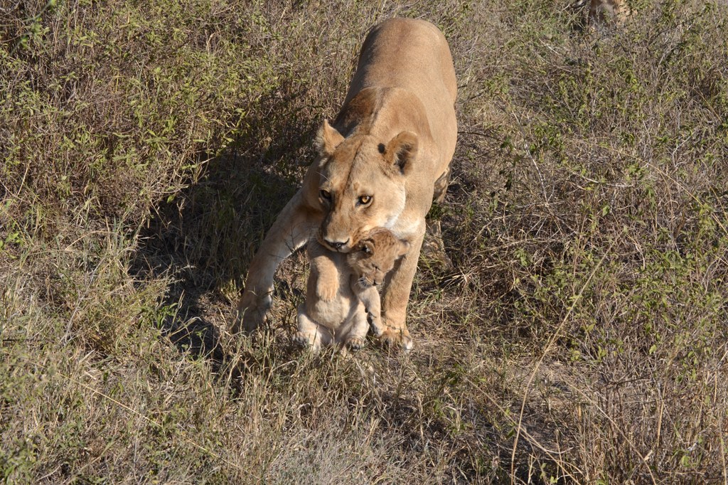 Mother lion carrying a new cub. She was also calling to her other two cubs, which were hiding in the nearby bush. Photo courtesy of Donald D. Davis.