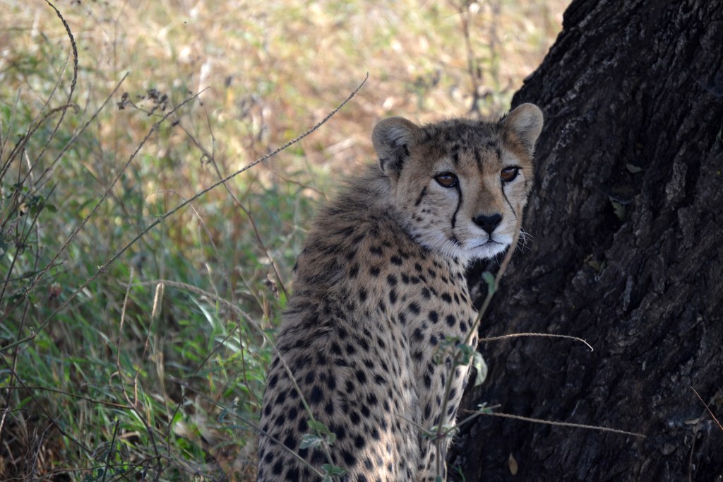 One of our first sightings of six cheetahs that we saw.  Lions will kill on sight any cheetah that they see, since both cat species are competitors for the same prey. Photo courtesy of Donald D. Davis.