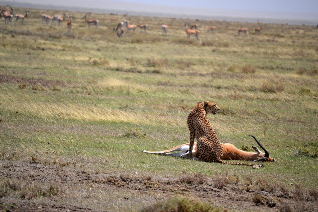 Cheetah with a Grant’s gazelle that it just killed.  The cheetah will quickly eat 20-30 pounds of meat from one hindquarter, and then leave the scene before lions or hyenas smell the kill. Note the gazelles in the background. Photo courtesy of Donald D. Davis.