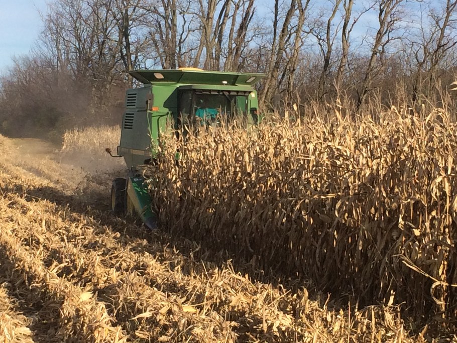 Corn harvesting. Photo courtesy of Randy Dreibelbis.
