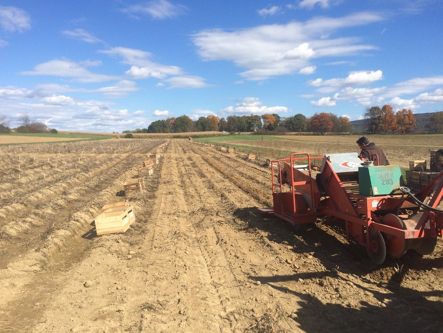 Potato harvest. Photo courtesy of Randy Dreibelbis.