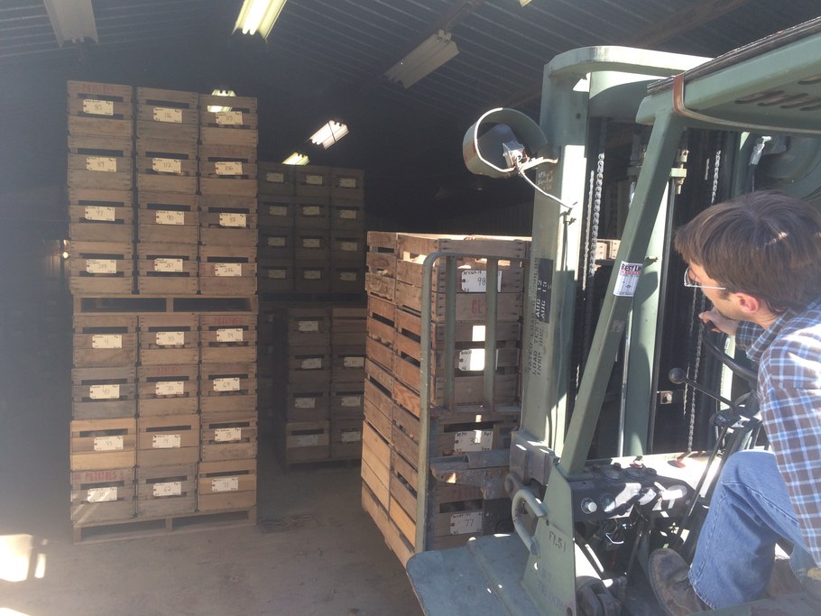 Moving potato samples. Photo courtesy of Randy Dreibelbis.