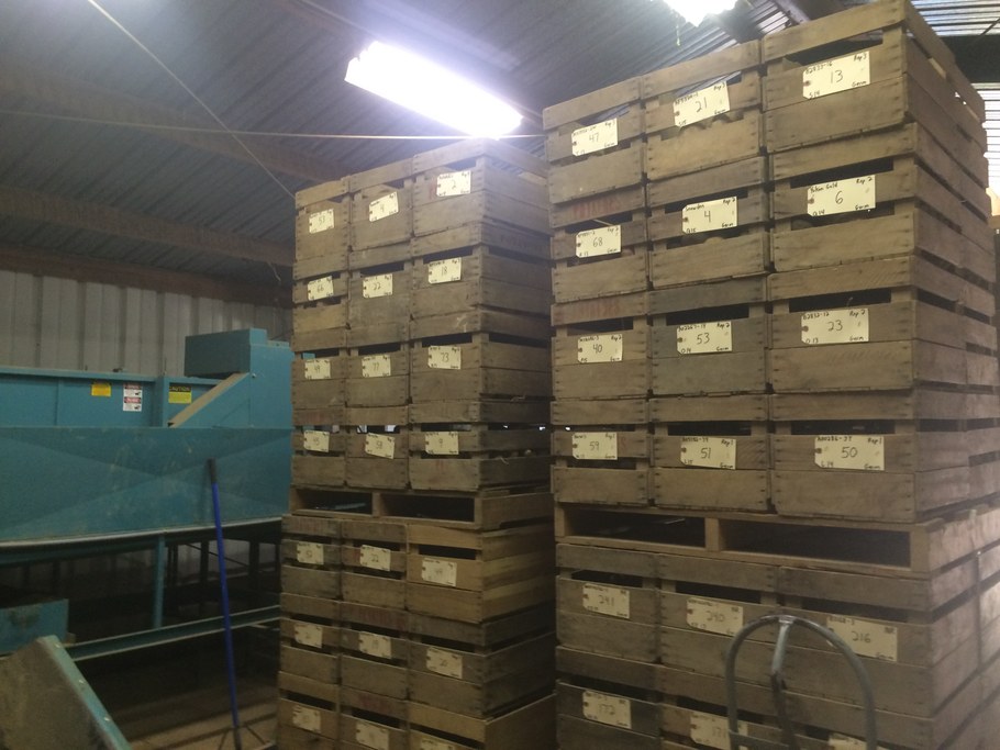 Potato samples. Photo courtesy of Randy Dreibelbis.