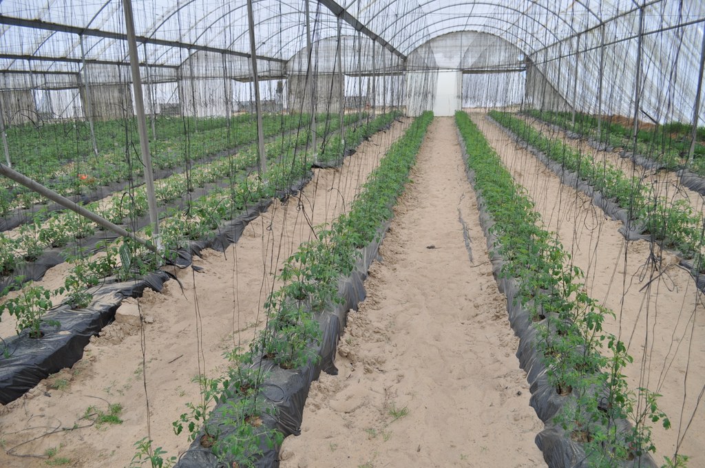 Tomato production house near Riebeeck West, Western Cape, South Africa. Photo courtesy of Beth K. Gugino.