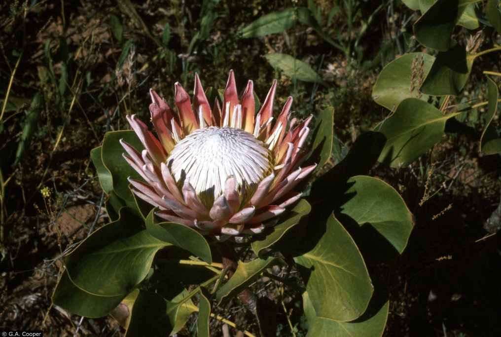 Abundant in southern Africa where it is believed to have originated, the King Protea is South Africa's national flower. USDA, NRCS. 2015. The PLANTS Database (http://plants.usda.gov, 3 November 2015). National Plant Data Team, Greensboro, NC 27401-4901 USA.  