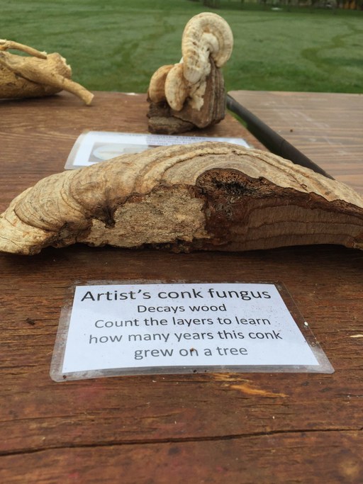 Artist's conk fungus | Image: Safari, Safni, Sinn