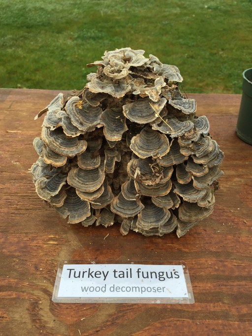 Turkey tail fungus | Image: Safari, Safni, Sinn